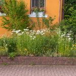 Ländlicher Vorgarten mit einheimischen Pflanzen und Blumen