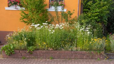 Ländlicher Vorgarten mit einheimischen Pflanzen und Blumen